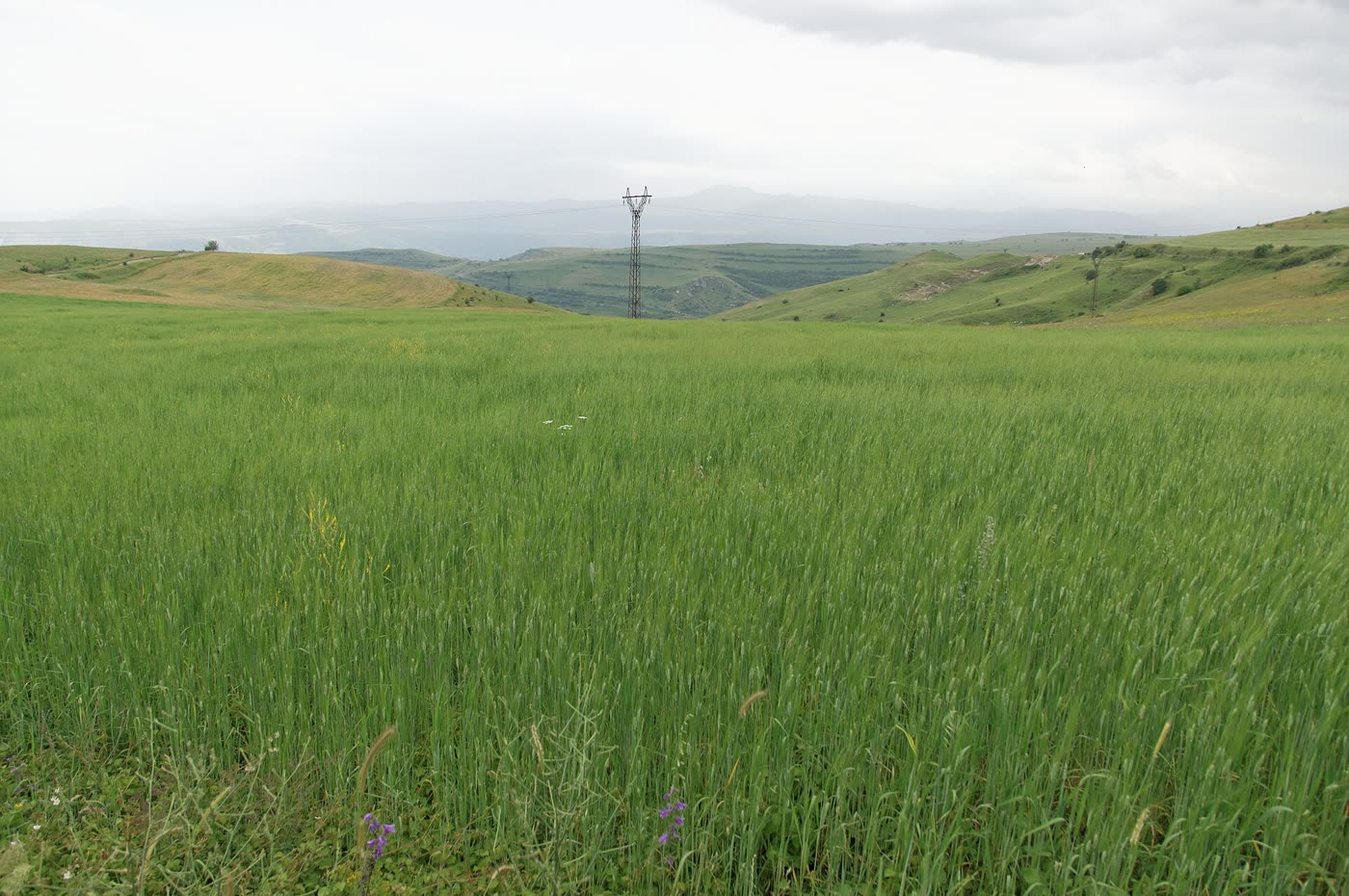 Campos de cultivo en una llanura con cielo despejado